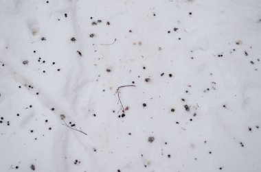 Kar, arka plan üzerinde çilek