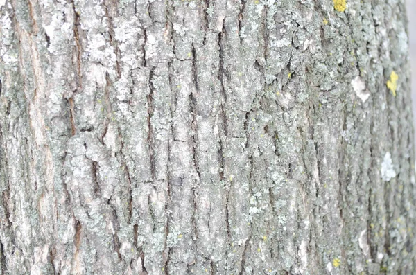 Ağaç Kabuğu Arka Plan Closeup — Stok fotoğraf
