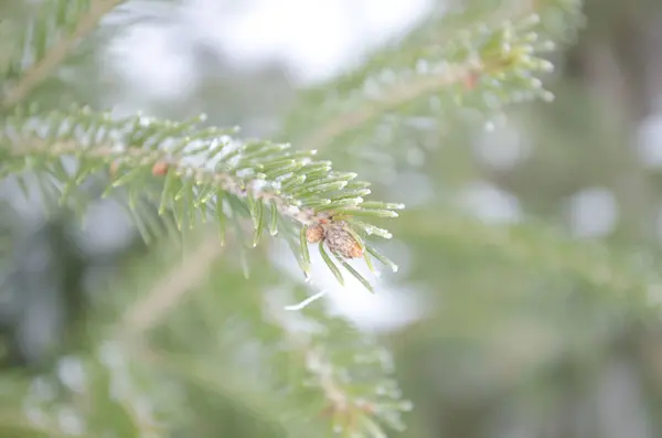 Green Branch Spruce Closeup — Stock Photo, Image