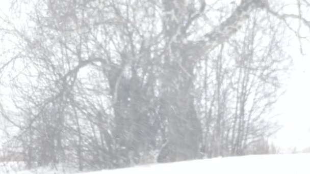 Tempestade Neve Livre Tempo Inverno — Vídeo de Stock