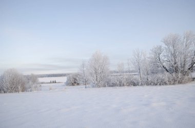 Frost, kış manzara ağaçlarda