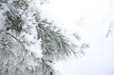 Frost ağaçlarda, soğuk kış sabahı