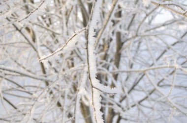 Frost ağaçlarda, soğuk kış sabahı