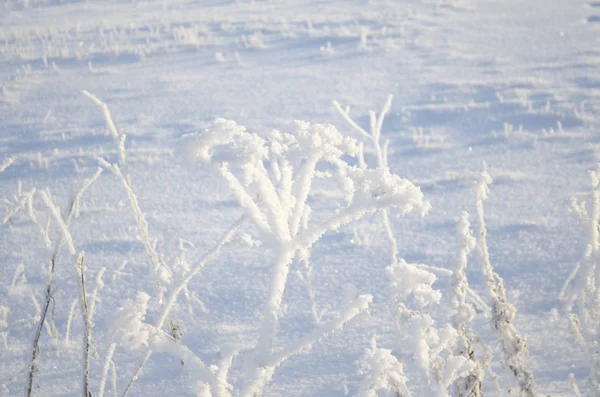 Gras Schnee Winter — Stockfoto