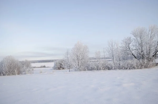 树在霜 冬天风景 — 图库照片