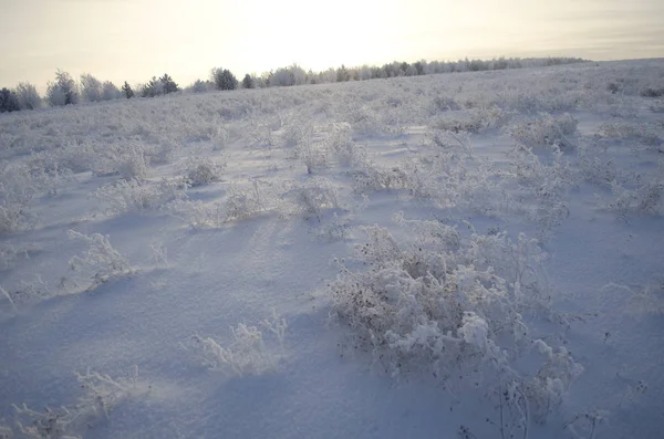 冬天在雪地里的草 — 图库照片