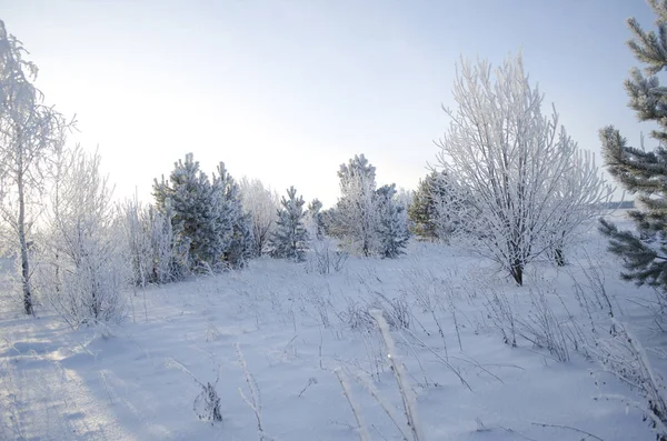 Frost Fákat Hideg Téli Reggelen — Stock Fotó