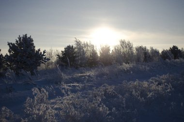 Frost, kış doğa çimen