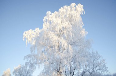 Frost mavi gökyüzü arka plan üzerinde güzel huş ağacı