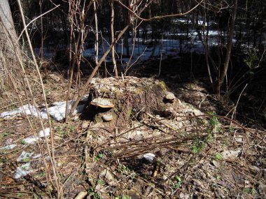 ormanda baharda güdük