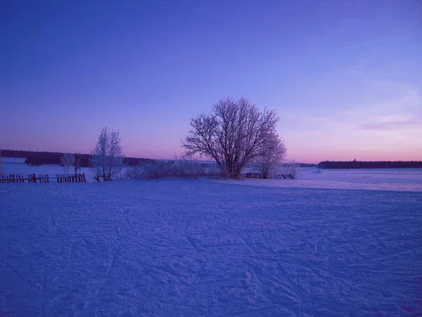 冬季陆地景观 树木和滑雪痕迹 — 图库照片