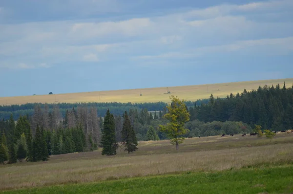 Letní Krásná Krajina Horizont — Stock fotografie