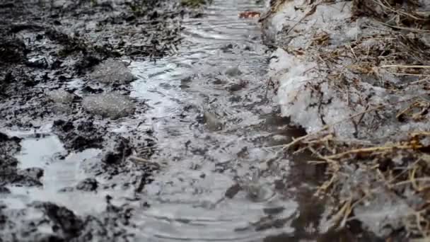 Derretir Agua Arroyo Manantial Gotas — Vídeo de stock