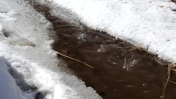 Derretimiento Nieve Arroyo Primavera Gotas — Vídeo de stock