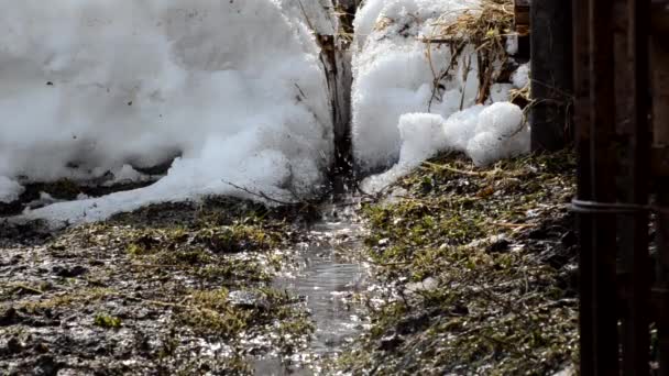 Derretimiento Nieve Arroyo Primavera Gotas — Vídeo de stock