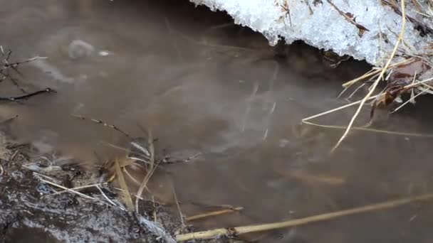 Smelten Van Sneeuw Spring Brook Druppels — Stockvideo