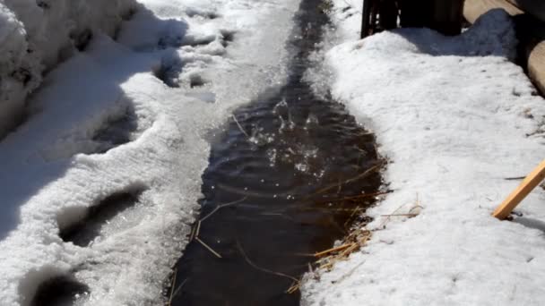 Derretimiento Nieve Arroyo Primavera Gotas — Vídeo de stock