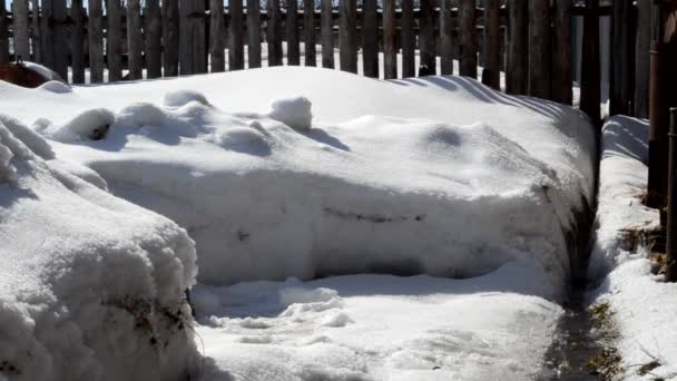 Topnienie Śniegu Spring Brook Krople — Wideo stockowe