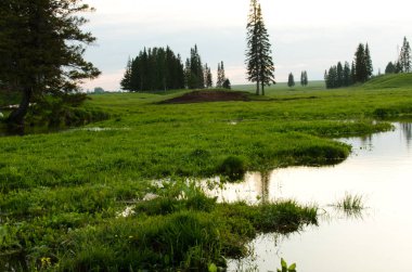 doğada akşam, güzel manzara