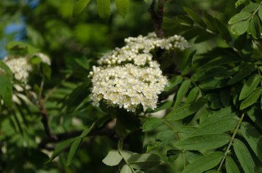 çiçekaçan dağ külü closeup, çiçek