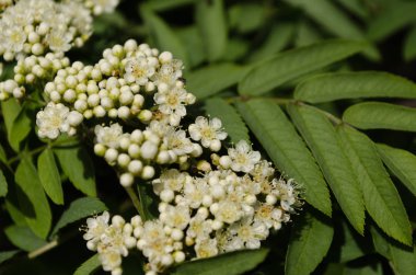 çiçekaçan dağ külü closeup, çiçek