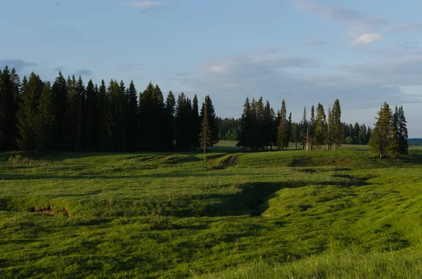 Grünes Gras Und Hügel Bäume — Stockfoto