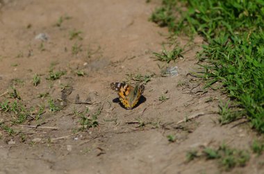 yerde Boyalı Bayan, Cynthia