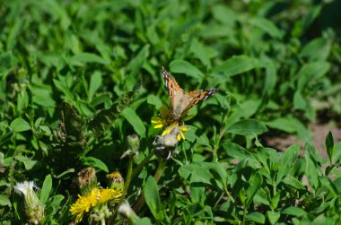 çiçek üzerinde boyalı Bayan, Cynthia