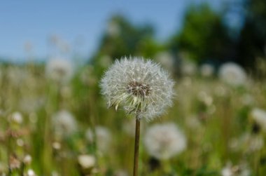 Karahindiba çayır duvar kağıdı, karahindiba çekim