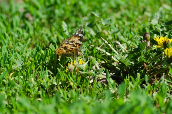 Signora Dipinta Sul Fiore Cynthia — Foto Stock