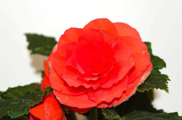 Fleur Rouge Sur Fond Blanc — Photo