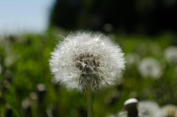 Dandelion meadow wallpaper, dandelion closeup