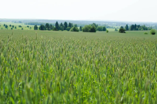 Rye Fields Summer Countryside Landscape — Stock Photo, Image