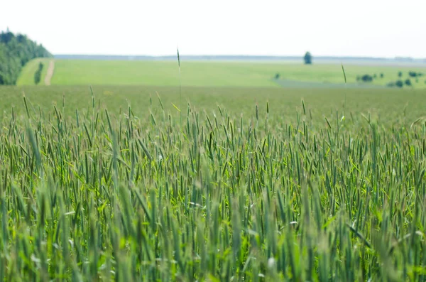 Rye Fields Summer Countryside Landscape — Stock Photo, Image