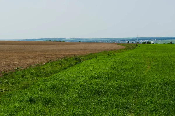 Cultivated Field Summer Countryside Landscape — Stock Photo, Image