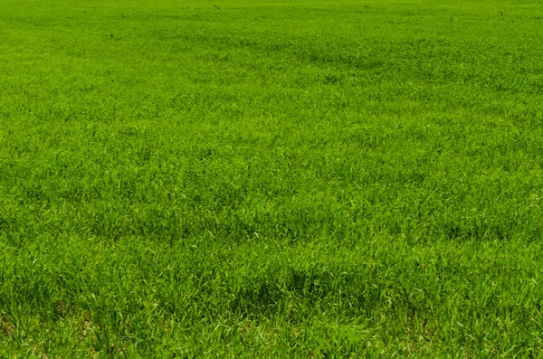 Зеленый Яркий Травяной Фон Обои — стоковое фото