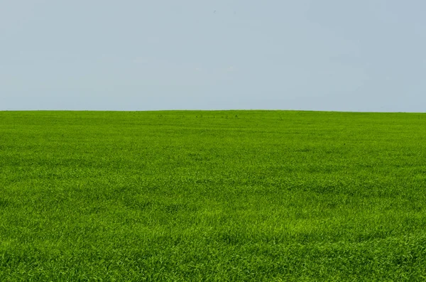 Verde Erba Brillante Sfondo Cielo Orizzonte Fotografia Stock