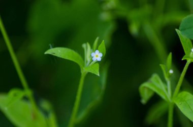 Çimler arasında küçük mavi çiçek
