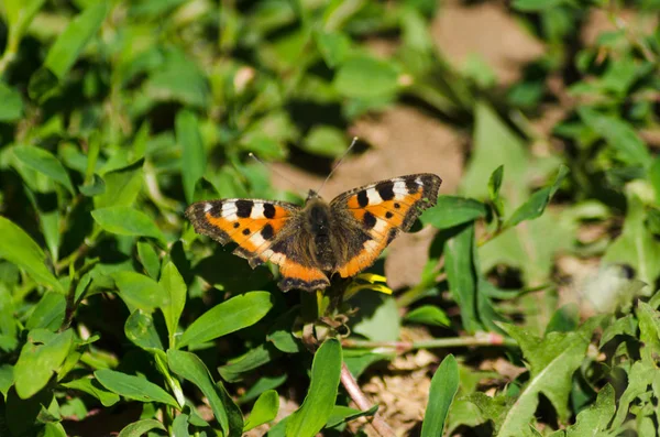 Petite Écaille Tortue Beau Papillon Été — Photo