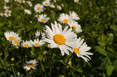 orman tarafından papatyalar çayır