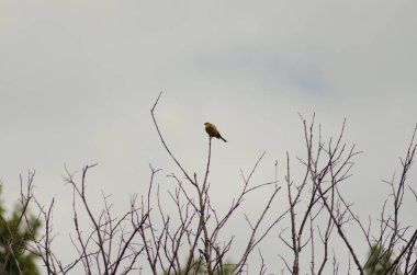 Sarı çekiç dalda, küçük kuş