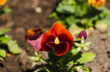 Parlak güzel sarı ve kırmızı çiçek