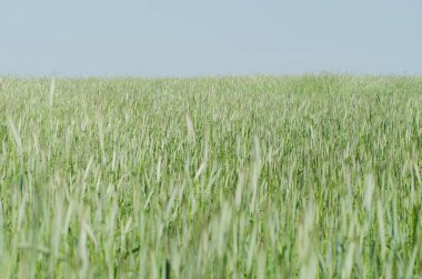 yaz aylarında çavdar tarlaları, kırsal manzara