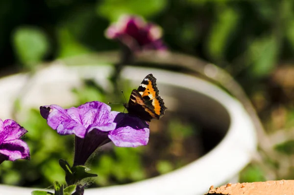 Petite Écaille Tortue Beau Papillon Été — Photo