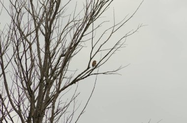 Bülbül bir dal da oturan, küçük kuş