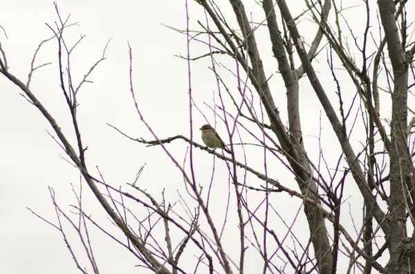 Nightingale Siedzi Gałęzi Mały Ptak — Zdjęcie stockowe