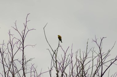 Sarı çekiç dalda, küçük kuş