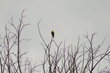 Sarı çekiç dalda, küçük kuş