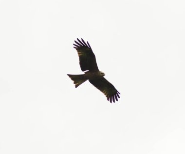 Gökyüzünde siyah uçurtma, yırtıcı kuş