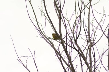 Bülbül bir dal da oturan, küçük kuş